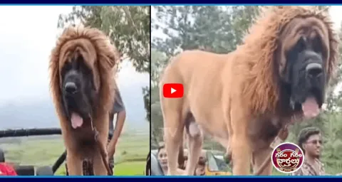 Sultan Dog In Vishakapatnam9