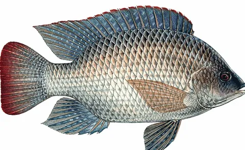 Sagubadi Special story  Recirculating aquaculture system Modern fish farming