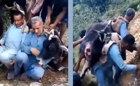 Brothers Carry 200 Kg Cow On Their Backs To Save Her Life