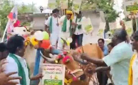 టీడీపీ సంబరాల్లో రంకెలు వేసిన ఎడ్లు