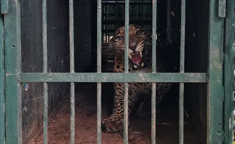Leopard Caught At Tirupati SV University
