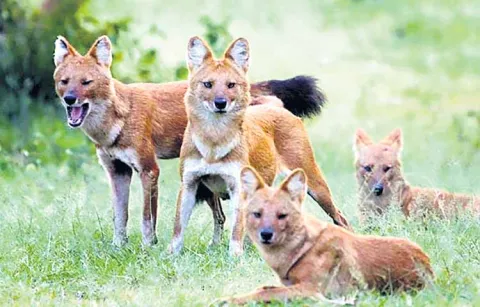Wild dogs in Papikondalu