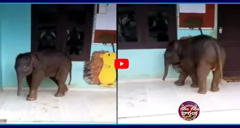 Cute Baby Elephant Visits School In Kerala 4