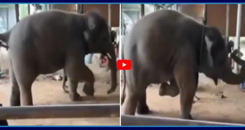 Viral Video A Baby Elephant Dance Steps In Guruvayur Temple Kerala