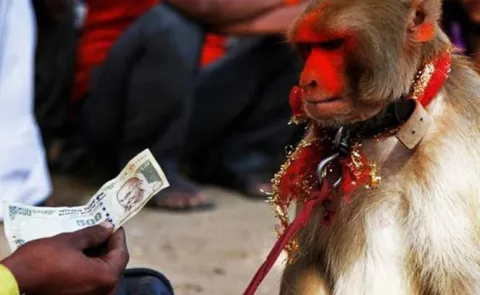 Monkey Steal Money Through on Road Video Viral UP