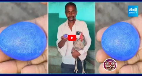 Hen Lays Blue Colored Egg