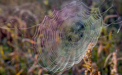 Worlds First CRISPR Edited Spider Produces Glowing Fluoro Red Slick
