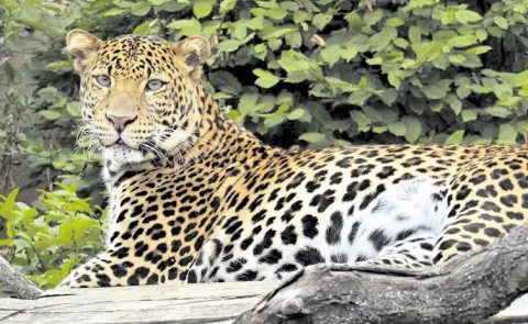 Leopards come to villages looking for a place to stay