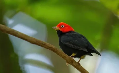 The bird that moonwalks smoothly like human dancers Goes Viral