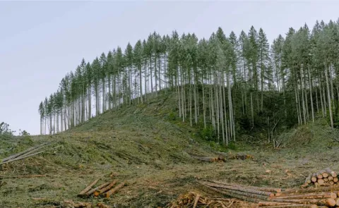 Trees Talk To Each Other Paper Birch And Douglasfir: An Odd Relationship