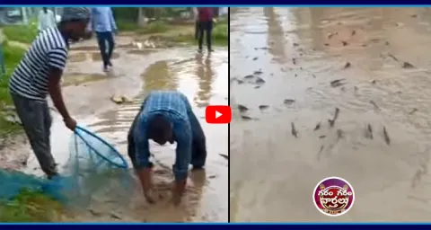 Garam Garam Varthalu Fishs On Road