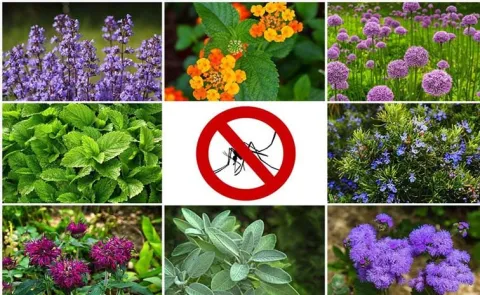 These Plants That Repel Bugs and Mosquitoes Naturally