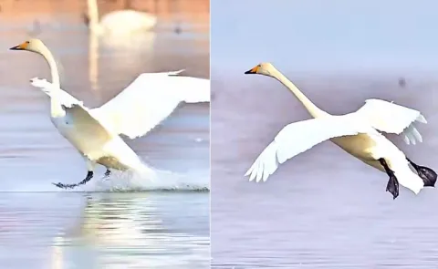 CV Anand: What A Great Landing Technique Taught By Nature To Bird