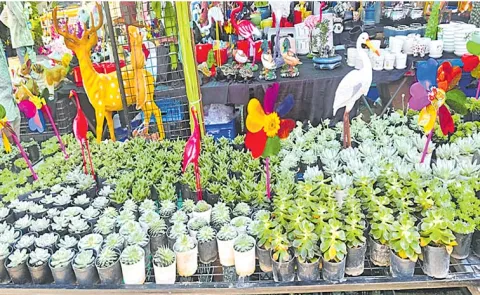 indoor outdoor plants at the Grand Nursery Mela at Peoples Plaza Hyderabad