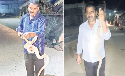 snake catching skills and training