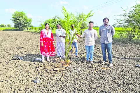 ఆయిల్పామ్ సాగుతో లాభాలు