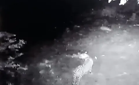 AP SV University Leopard Spotted News Updates