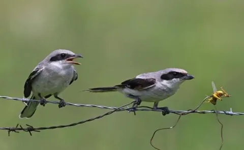 Shrikes: Meet the Bird That Impales Prey on Spikes