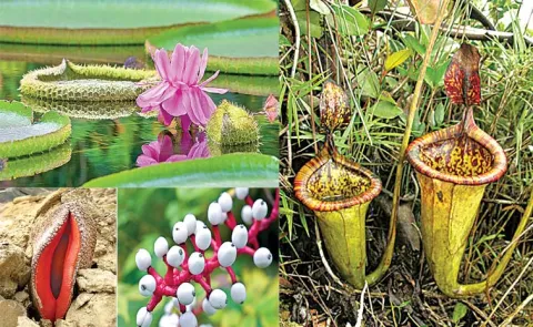 These Plants with Incredible Survival Mechanisms
