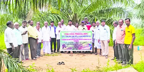 ఆయిల్పామ్ సాగుతో లాభాలు అధికం