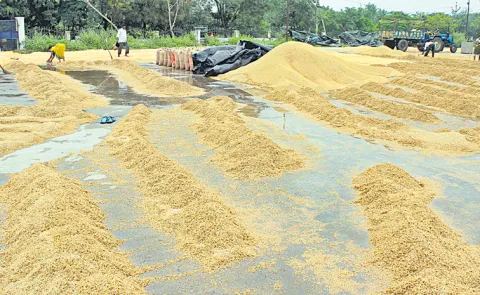 Paddy and cotton fields submerged due to heavy rains