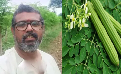 Karnataka farmer converts barren land into moringa farm annual turnover at Rs 40 lakh