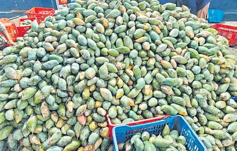 Mango farmers of Totapuri face difficulties this year