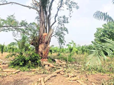 100 ఏళ్ల రావిచెట్టు నరికివేత