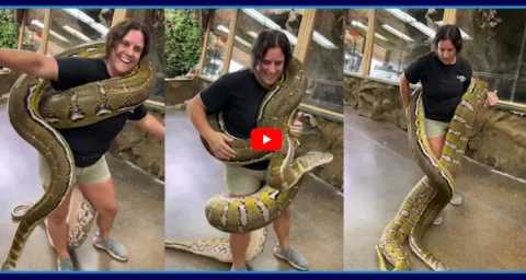 Women Playing With Huge Anaconda Video Goes Viral