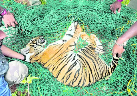 రౌడీ పులి పట్టివేత