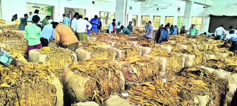 స్వల్పంగా పెరిగిన పొగాకు ధర