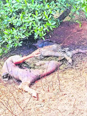 చిరుత