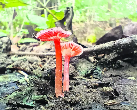 దరఖాస్తు గడువు పొడిగింపు