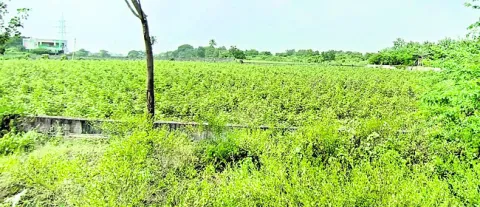 అసైన్డ్ ల్యాండ్ స్వాఽధీనం