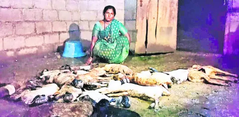 కుక్కల దాడిలో 50 గొర్రెలు మృతి