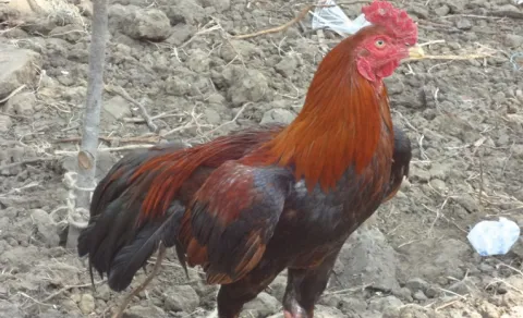 Kodipuju Thife in Mahabubnagar District