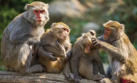 Monkeys for sale in Warangal