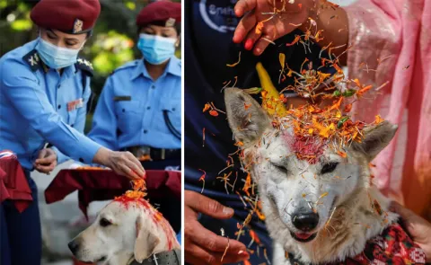 Diwali 2025 Nepals Kukur Tihar festival worships dogs check deets inside
