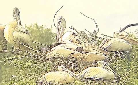 Nelapattu Bird Sanctuary is a bird sanctuary in Tirupati district: AP