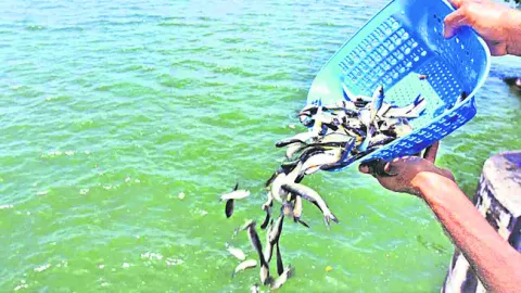 చేపపిల్లల పంపిణీకి సర్వం సిద్ధం