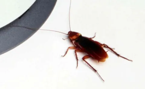 Woman Accidentally Extinguish Neighbour While Trying To Burn Cockroach