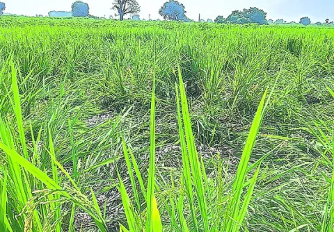 పంటలపై పందుల దాడి