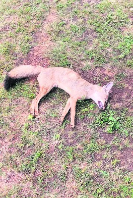 వేటగాళ్ల అడ్డ్డుకట్టకు త్రిముఖ వ్యూహం