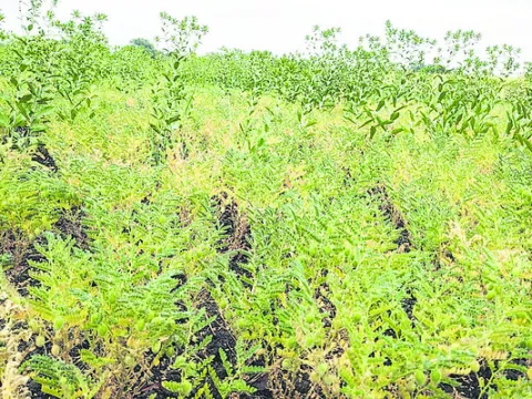 శనగ సాగు తరుణమిదే!