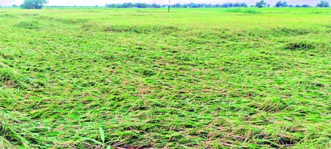 2296 హెక్టార్లలో పంట నష్టం