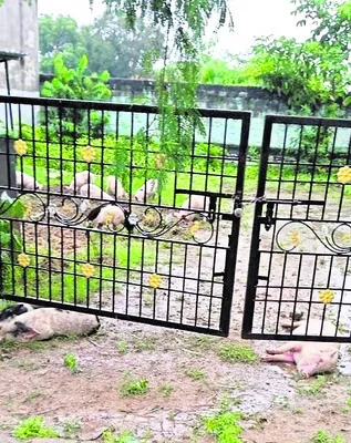 విద్యుత్ షాక్తో మూడు పందులు మృతి