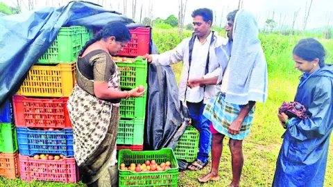 టమాటా పొలాల్లో నీటిని తీసివేయాలి