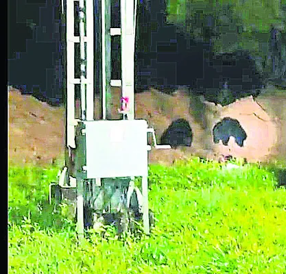 ఎలుగుబంట్లు హల్చల్