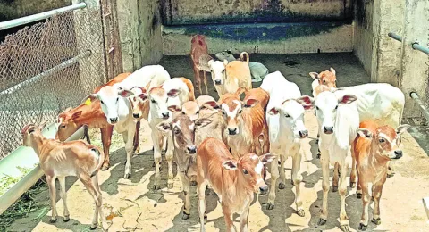 పుంగనూరు ‘గో రక్షిత రక్షితః’