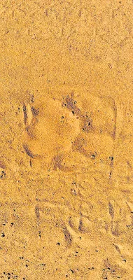 నేడు ఉమ్మడి జిల్లా క్రికెట్   ఎంపిక పోటీలు